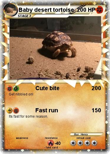Pokemon Baby desert tortoise