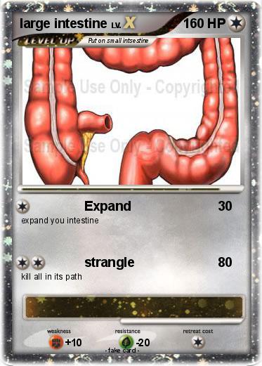 Pokemon large intestine