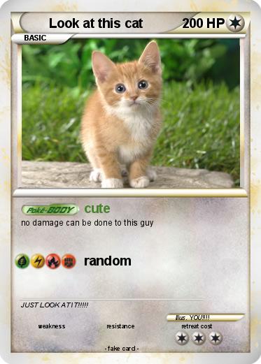 Pokemon Look at this cat