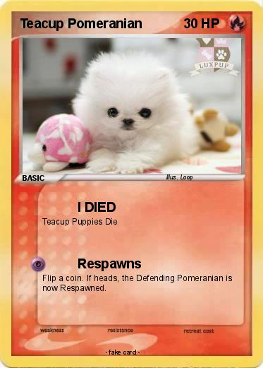 Pokemon Teacup Pomeranian