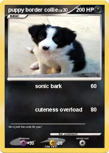 Pokemon puppy border collie