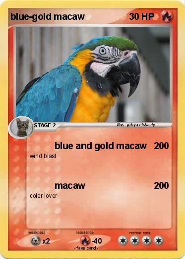 Pokemon blue-gold macaw