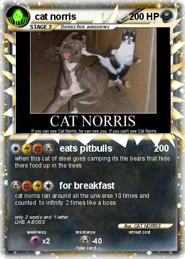 Pokemon cat norris