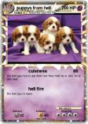 puppys from