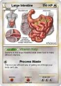 Large Intestine