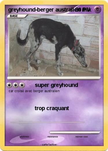 Pokemon greyhound-berger australien mix