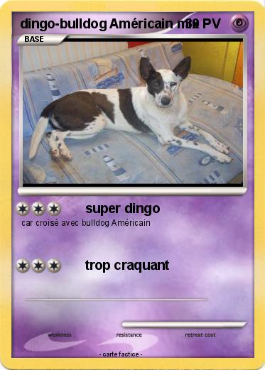 Pokemon dingo-bulldog Américain mix