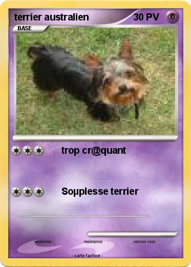 Pokemon terrier australien
