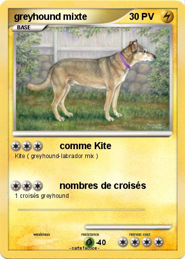Pokemon greyhound mixte