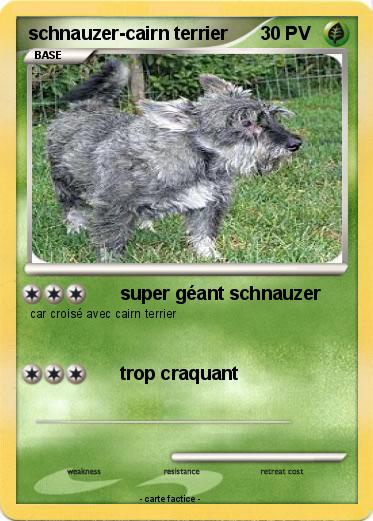 Pokemon schnauzer-cairn terrier
