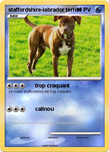 Pokemon staffordshire-labrador terrier