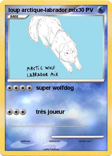 Pokemon loup arctique-labrador mix