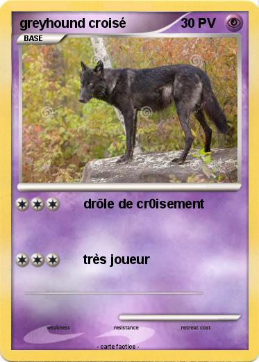 Pokemon greyhound croisé