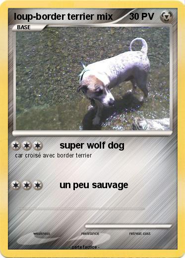 Pokemon loup-border terrier mix