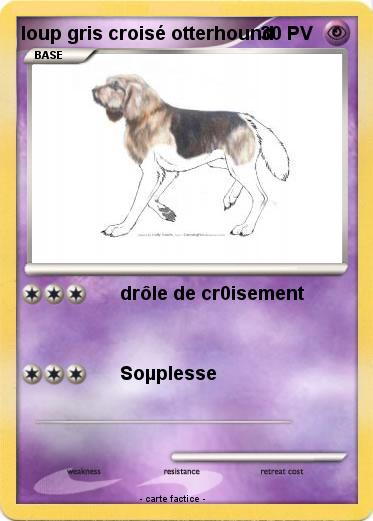 Pokemon loup gris croisé otterhound