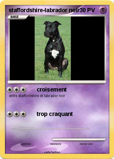 Pokemon staffordshire-labrador noir