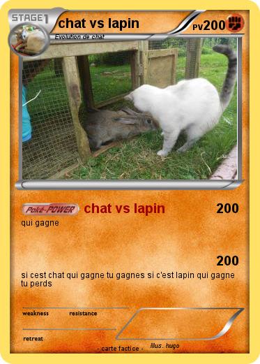 Pokemon chat vs lapin