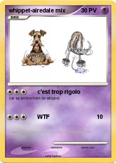 Pokemon whippet-airedale mix