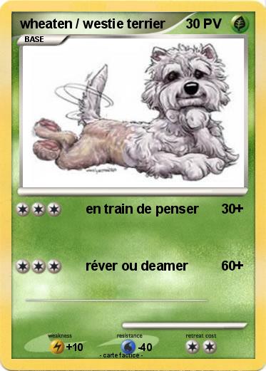 Pokemon wheaten / westie terrier