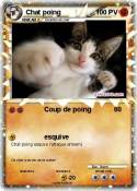 Chat poing