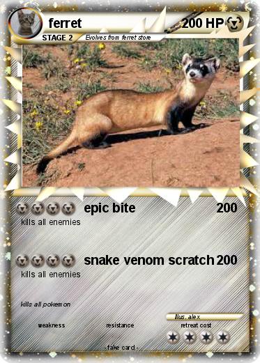 Pokemon ferret