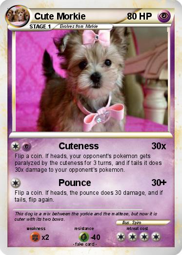 Pokemon Cute Morkie