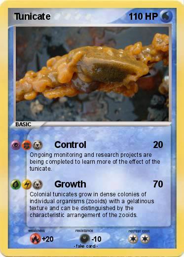 Pokemon Tunicate