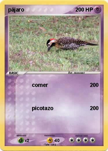 Pokemon pájaro