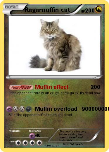 Pokemon Ragamuffin cat