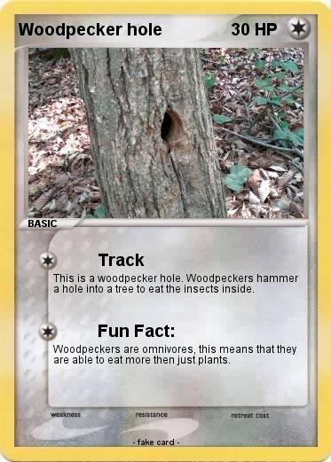 Pokemon Woodpecker hole