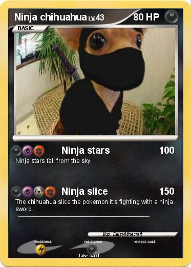 Pokemon Ninja chihuahua