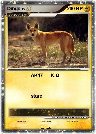 Pokemon Dingo