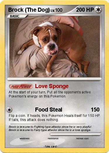 Pokemon Brock (The Dog)