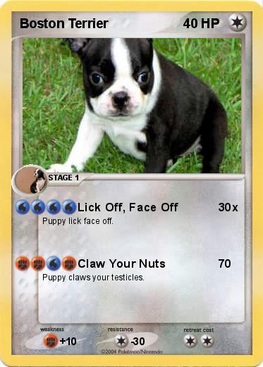 Pokemon Boston Terrier