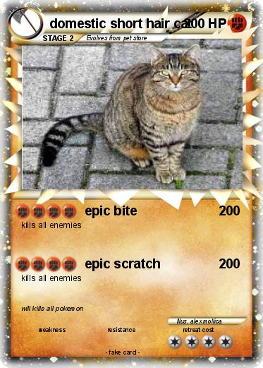 Pokemon domestic short hair cat