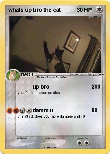 Pokemon whats up bro the cat