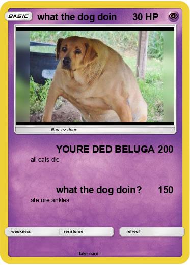 Pokemon what the dog doin