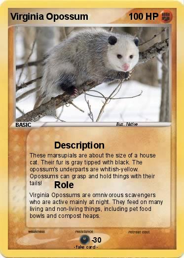 Pokemon Virginia Opossum