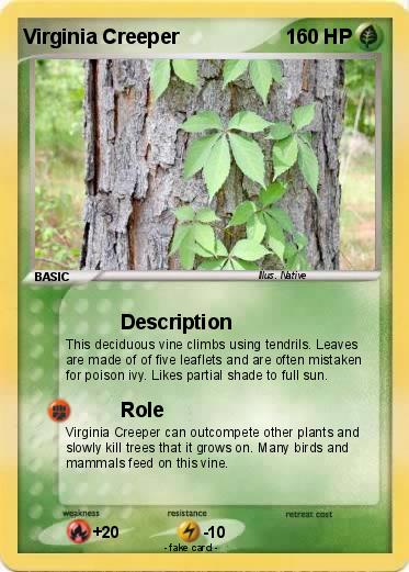 Pokemon Virginia Creeper