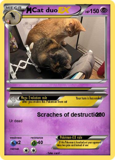 Pokemon Cat duo