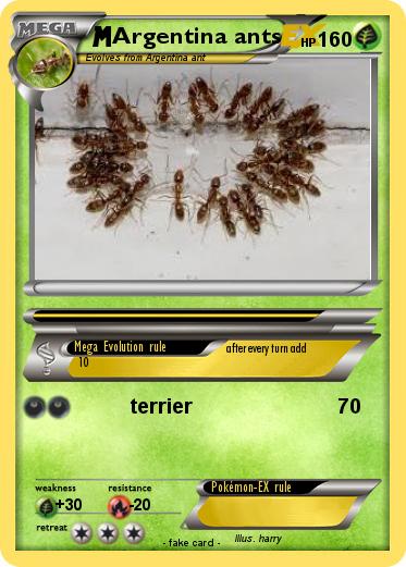 Pokemon Argentina ants