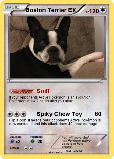 Pokemon Boston Terrier EX