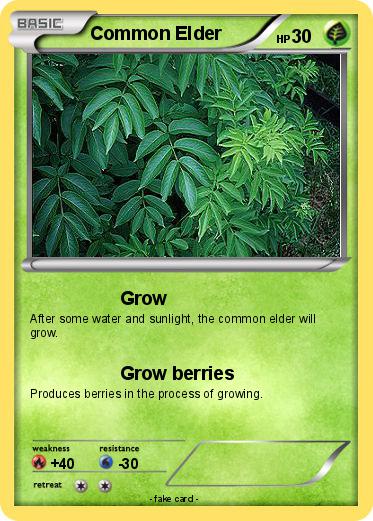 Pokemon Common Elder