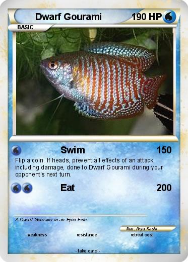 Pokemon Dwarf Gourami Pokemon Dwarf Gourami