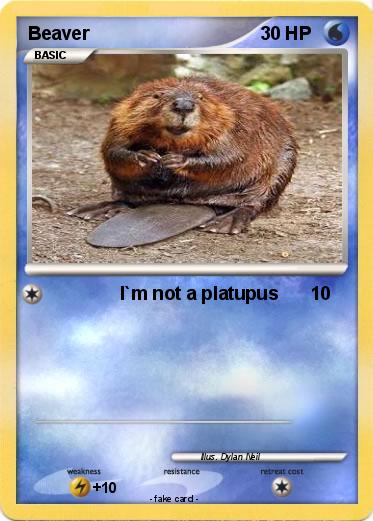 Pokemon Beaver