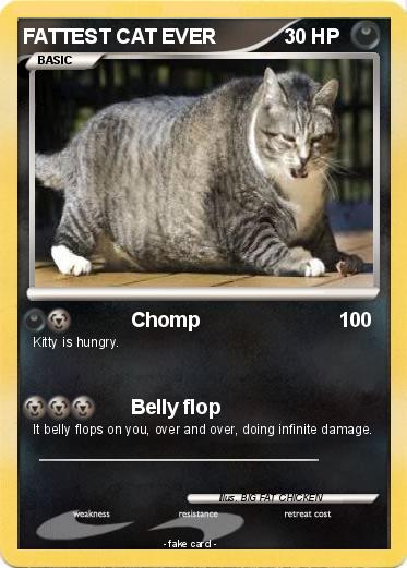 Pokemon FATTEST CAT EVER