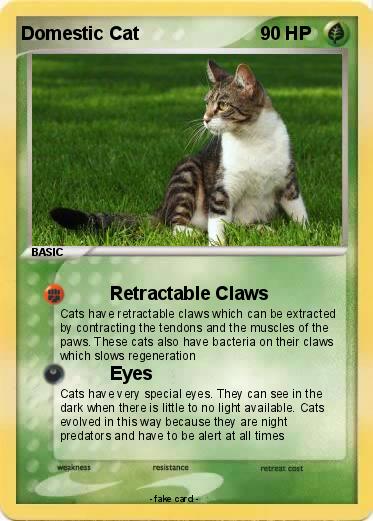 Pokemon Domestic Cat