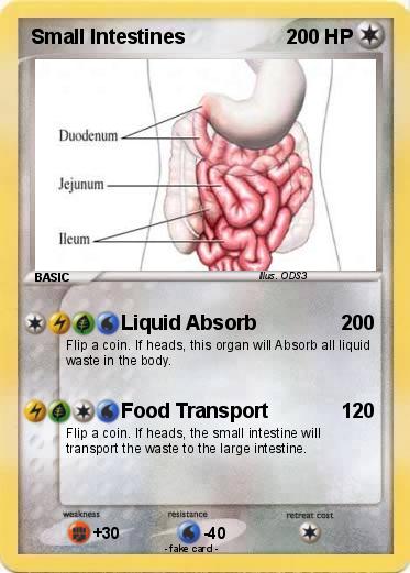 Pokemon Small Intestines