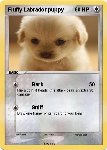 Pokemon Fluffy Labrador puppy