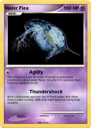 Pokemon Water Flea